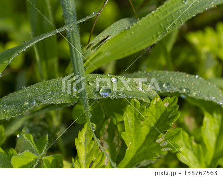 朝露に濡れた野原の植物 138767563