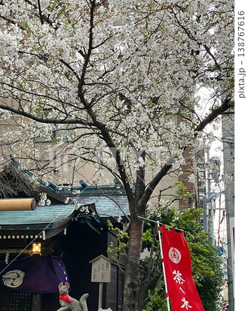 茶ノ木神社の桜 茶ノ木神社の桜 138767616
