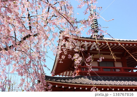 新井薬師の境内に咲く満開のシダレザクラ(1) 新井薬師の境内に咲く満開のシダレザクラ(1) 138767816