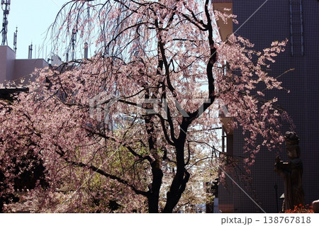 新井薬師の境内に咲く満開のシダレザクラ（3） 138767818