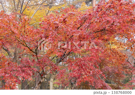 モミジの紅葉 モミジの紅葉 138768000