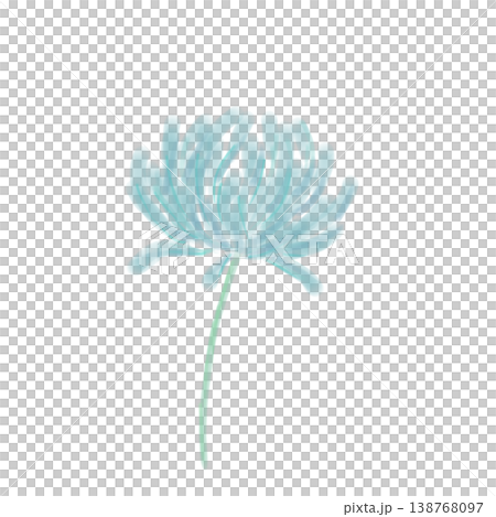 Chrysanthemum Chrysanthemum 138768097