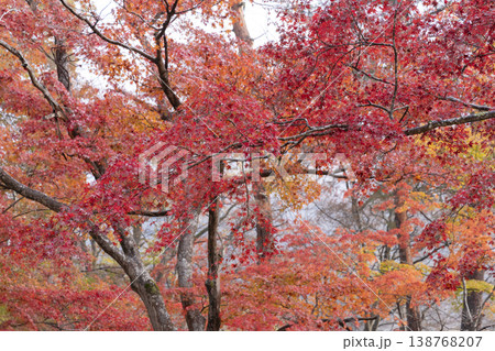 モミジの紅葉 138768207