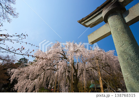 しだれ桜の足羽神社 しだれ桜の足羽神社 138768315