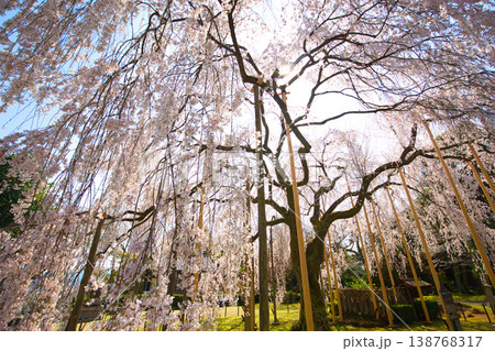 しだれ桜の足羽神社 しだれ桜の足羽神社 138768317