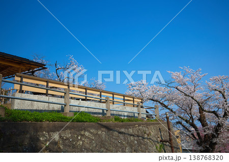 しだれ桜の足羽神社 しだれ桜の足羽神社 138768320