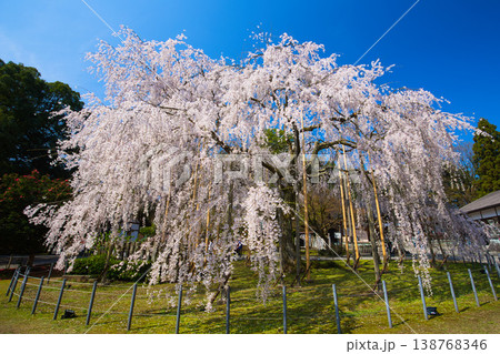 しだれ桜の足羽神社 138768346