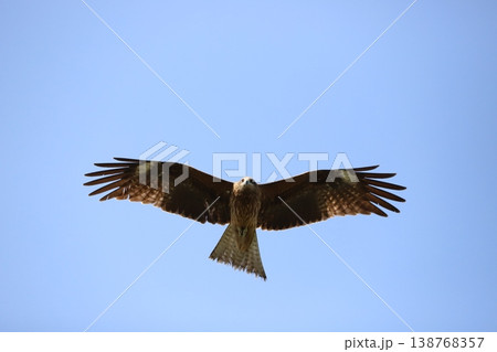 空を飛んでいるトビ 138768357