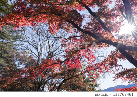 モミジの紅葉と木漏れ日 138768461