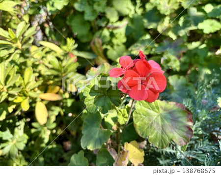 緑豊かな庭に映えるゼラニウムの真紅の花 緑豊かな庭に映えるゼラニウムの真紅の花 138768675