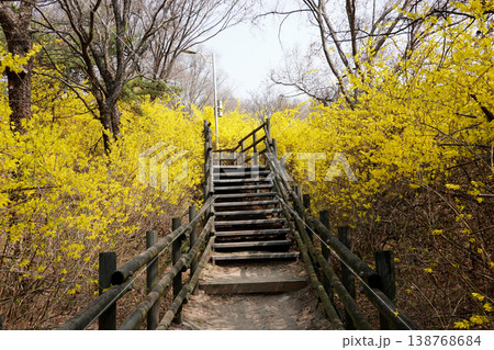 Blooming Forsythia Along a Peaceful Forest Trail 138768684