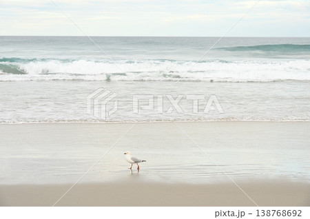 うみねこ 138768692