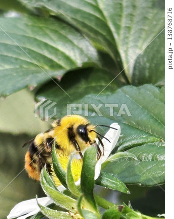 苺の花の花粉を運ぶマルハナバチ 138768716