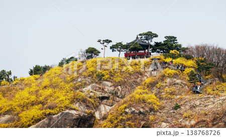 Forsythia in Full Bloom on Eungbongsan Mountain, Seoul Forsythia in Full Bloom on Eungbongsan Mountain, Seoul 138768726