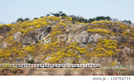 Forsythia Blossoms on Eungbongsan Mountain with Gyeongui Line Train in Seoul Forsythia Blossoms on Eungbongsan Mountain with Gyeongui Line Train in Seoul 138768735
