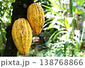 チョコレートやココアの原料となるカカオの実 138768866