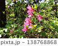 クロフネツツジの横顔 138768868