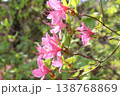 クロフネツツジの横顔　クローズアップ 138768869