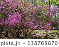 森の中で花を咲かせるツツジ 138768870