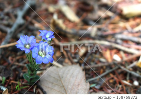 春に咲くリンドウ　青紫色の小さな花のフデリンドウ 138768872