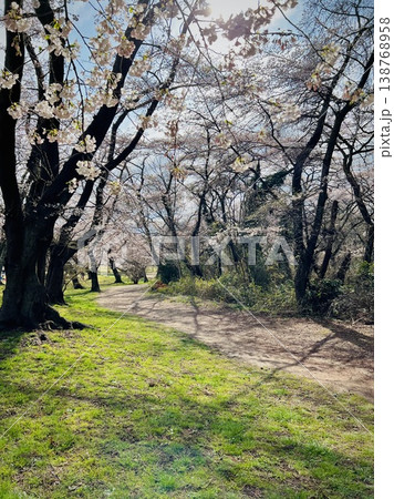 桜が咲く公園の小道 春の散歩風景 138768958
