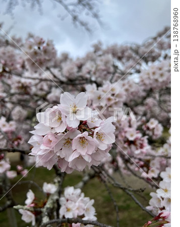 満開の桜の花のクローズアップ 春のやさしい背景素材 満開の桜の花のクローズアップ 春のやさしい背景素材 138768960