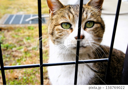 柵の向こうで見つめる猫 柵の向こうで見つめる猫 138769022