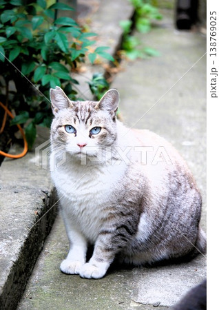 路地に座っている猫 138769025
