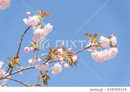 青空に映える桜の花 満開を過ぎた春の風景 青空に映える桜の花 満開を過ぎた春の風景 138769124