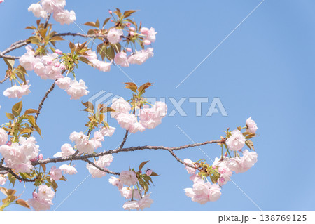 青空に映える桜の花 満開を過ぎた春の風景 青空に映える桜の花 満開を過ぎた春の風景 138769125