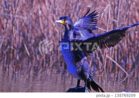 翼を広げるカワウ 翼を広げるカワウ 138769209