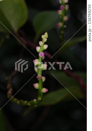 自然　植物　ツルムラサキ、、熱帯や亜熱帯の野菜。江戸時代に観賞用として日本に入ってきたそうです 138769250