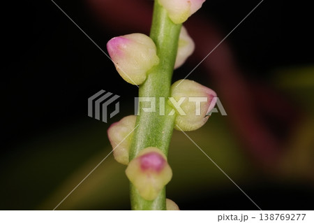 自然 植物 ツルムラサキ、、熱帯や亜熱帯の野菜。太めの花茎にピンク色の小さな花をまばらにつけます 自然 植物 ツルムラサキ、、熱帯や亜熱帯の野菜。太めの花茎にピンク色の小さな花をまばらにつけます 138769277