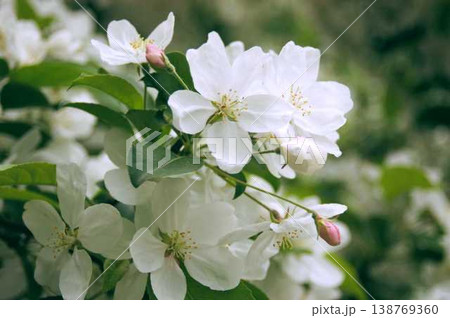 ヒメリンゴの花 ヒメリンゴの花 138769360