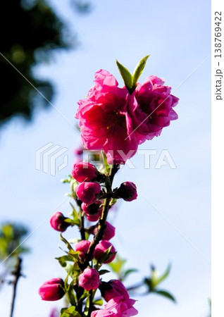 青空と桃の花 青空と桃の花 138769422