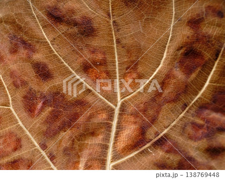 Detailed Macro Photograph Capturing Leaf Veins And Color Spots Accurately Detailed Macro Photograph Capturing Leaf Veins And Color Spots Accurately 138769448