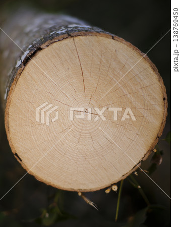 Freshly Cut Pine Wood Shows Detailed Grain And Natural Markings Freshly Cut Pine Wood Shows Detailed Grain And Natural Markings 138769450