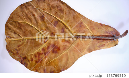 Simple Studio Shot Emphasizing Delicate Leaf Structure And Shadows Simple Studio Shot Emphasizing Delicate Leaf Structure And Shadows 138769510