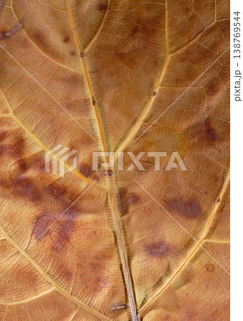 Highresolution Image Displaying Detailed Leaf Designs And Gentle Color Changes Highresolution Image Displaying Detailed Leaf Designs And Gentle Color Changes 138769544
