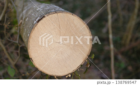 Focus On Freshly Sawed Tree Segment Displaying Growth Patterns And Textured Bark 138769547