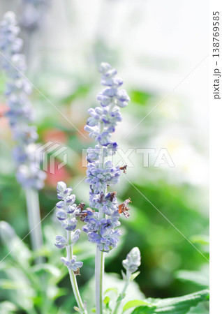 Blue Salvia, Mealy Cap Sage or Salvia farinacea Benth or Salvia farinacea or Salvia sp or Lamiaceae or purple flower Blue Salvia, Mealy Cap Sage or Salvia farinacea Benth or Salvia farinacea or Salvia sp or Lamiaceae or purple flower 138769585