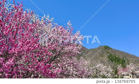 色鮮やかに咲いた赤白ピンクの花桃の花が春の青空を彩る〈昼神温泉/長野県下伊那郡阿智村〉 138769705