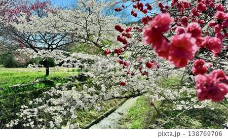 色鮮やかに咲いた赤白ピンクの花桃の花と青空が春の昼神温泉を彩る〈長野県下伊那郡阿智村〉 色鮮やかに咲いた赤白ピンクの花桃の花と青空が春の昼神温泉を彩る〈長野県下伊那郡阿智村〉 138769706