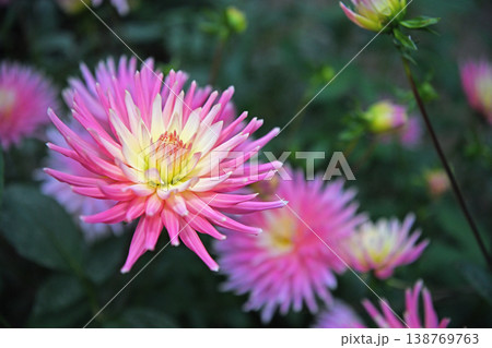 秋を彩る淡紅色のダリア 秩父山麓の爽やかな空気感に包まれる花園 秋を彩る淡紅色のダリア 秩父山麓の爽やかな空気感に包まれる花園 138769763