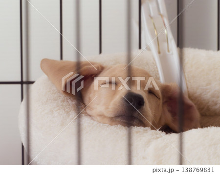 ベッドでお昼寝している子犬 ベッドでお昼寝している子犬 138769831