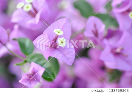 Bougainvillea or paper flower , pink paper flower 138769868