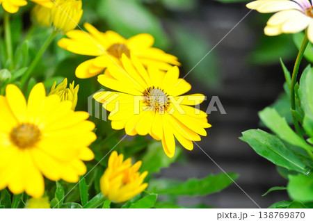 Calendula officinalis, Marys gold, common marigold or the pot marigold or Scotch marigold or ruddles flower or Pot Marigold or Calendula or Calendula officinalis or yellow flower 138769870