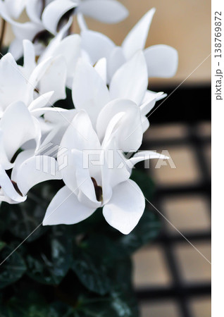 Cyclamen persicum, Florists Cyclamen or Cyclamen , Cyclamen persicum Mill or Primulaceae or white flower Cyclamen persicum, Florists Cyclamen or Cyclamen , Cyclamen persicum Mill or Primulaceae or white flower 138769872