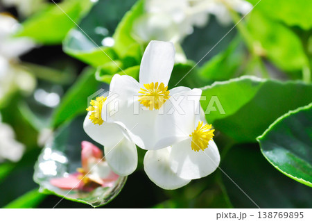 Begonia , Begonia x semperflorens cultorum or Wax begonia or white begonia Begonia , Begonia x semperflorens cultorum or Wax begonia or white begonia 138769895
