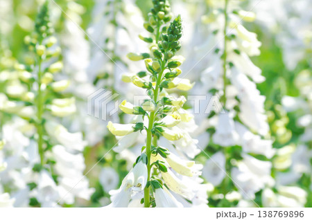 digitalis white or Common Foxglove, Digitalis purpurea or Plantaginaceae or Scrophulariaceae or Digitalis purpurea Dalmatian White Spotted or white flower digitalis white or Common Foxglove, Digitalis purpurea or Plantaginaceae or Scrophulariaceae or Digitalis purpurea Dalmatian White Spotted or white flower 138769896